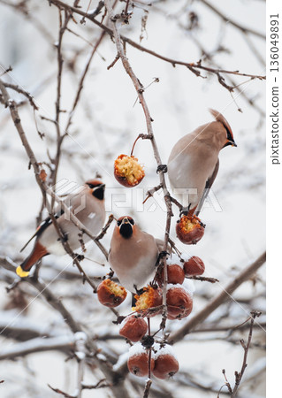 Three waxwings peck at a hanging apple on a snowy branch. Bird food in the city in winter. 136049891