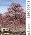 Weeping plum tree in full bloom 3 136049893
