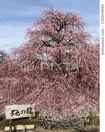 Weeping plum tree in full bloom 3 136049893