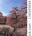 Weeping plum tree in full bloom 2 136049894