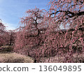 Weeping plum tree in full bloom 1 136049895