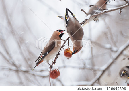 A male and female waxwing peck at a hanging apple on a snowy branch. Bird food in the city in winter. 136049898