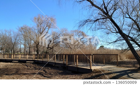 Walking paths and trees-2 (Omiya Park) 136050009