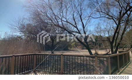 Walking paths and trees-1 (Omiya Park) Walking paths and trees-1 (Omiya Park) 136050010