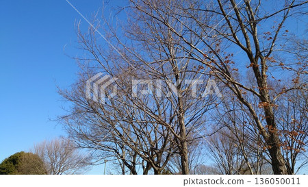 Blue sky and trees (Omiya Park) Blue sky and trees (Omiya Park) 136050011