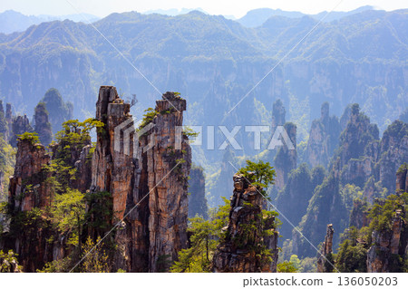 Zhangjiajie national forest park. The mountains are covered in trees and the sky is clear 136050203