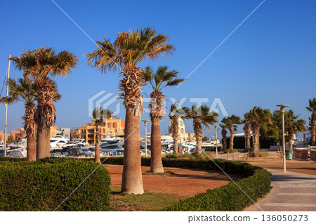 A row of palm trees are lined up in front of a building A row of palm trees are lined up in front of a building 136050273