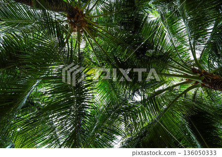 A lush green palm tree with leaves that are full and green A lush green palm tree with leaves that are full and green 136050333