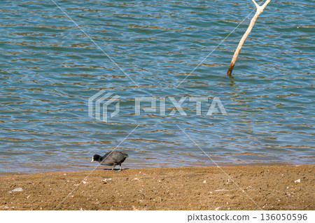一隻白骨頂沿著水岸漫步 一隻白骨頂沿著水岸漫步 136050596