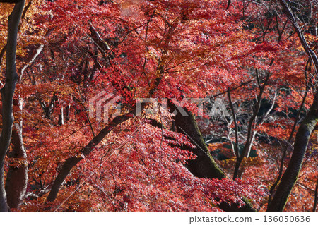 Crimson maple leaves shining in the sunlight 136050636