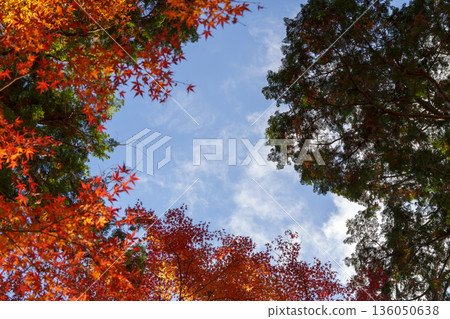 秋葉環繞著藍天。 136050638