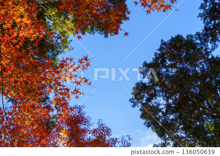 秋葉映襯著藍天。 136050639