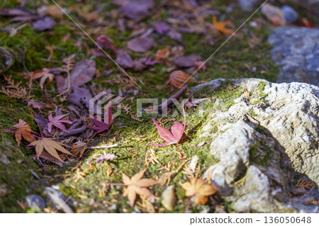 Mossy rocks and autumn leaves on the ground 136050648