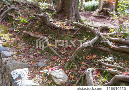 Autumn leaves and tree roots spread out Autumn leaves and tree roots spread out 136050650