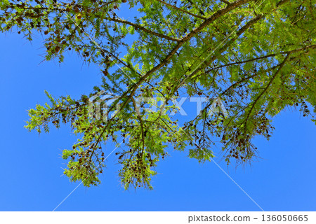 Larch branches with young needles 136050665