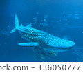 Whale shark swimming gracefully 136050777