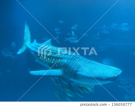 Whale shark swimming gracefully 136050777