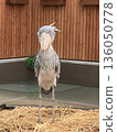 Shoebill facing front 136050778
