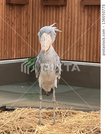 Shoebill facing front 136050778