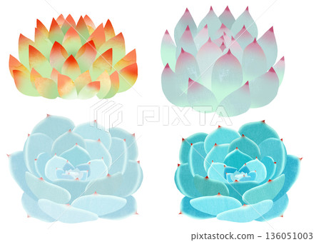 多汁植物 136051003