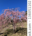 Weeping plum blossoms in full bloom against the blue sky 2 136051102