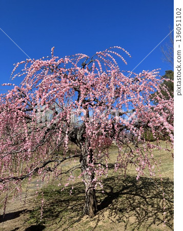 Weeping plum blossoms in full bloom against the blue sky 2 136051102
