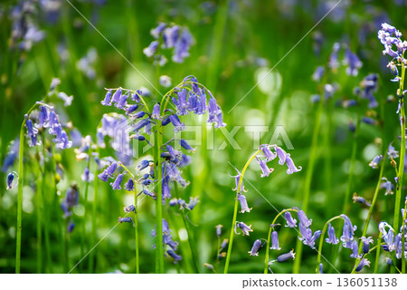 Blossoming lovely spring violet-blue flowers - common bluebells or hyacinthoides, Belgium Blossoming lovely spring violet-blue flowers - common bluebells or hyacinthoides, Belgium 136051138
