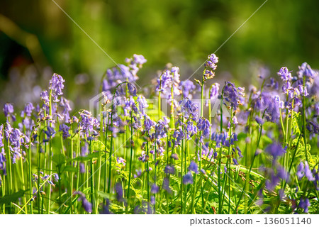 Blossoming lovely spring violet-blue flowers - common bluebells or hyacinthoides, Belgium Blossoming lovely spring violet-blue flowers - common bluebells or hyacinthoides, Belgium 136051140