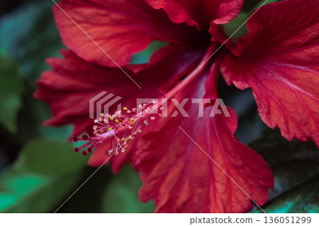 紅芙蓉花 136051299