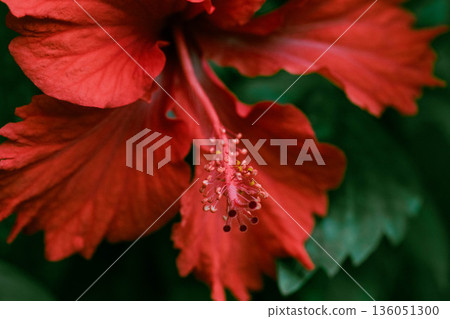 明亮的芙蓉花 136051300