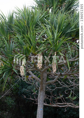 露兜樹花 136051305