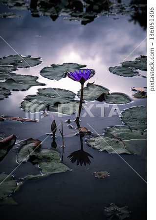 蓮花在陰雲密佈的天空下閃閃發光 136051306