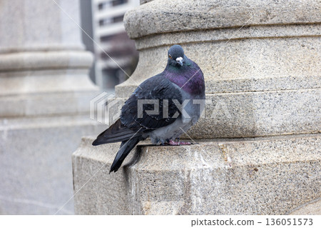 Pigeon with puffed feathers Pigeon with puffed feathers 136051573
