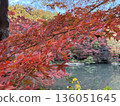 Autumn maple leaves and pond 136051645