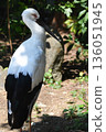 日本鸛 136051945