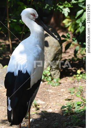 Japanese stork 136051945