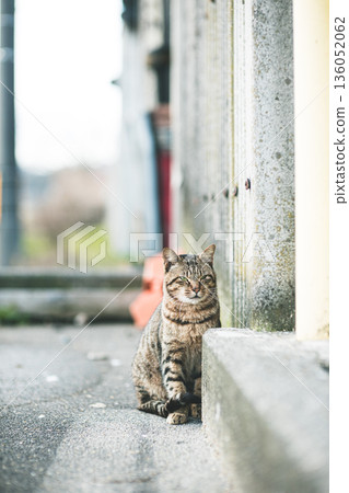 A tabby cat standing in a back alley A tabby cat standing in a back alley 136052062