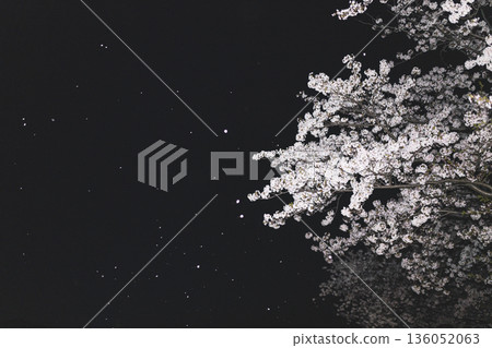 Cherry blossoms at night and falling petals 136052063