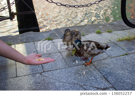 Ducks being fed by a person on riverside walkway Ducks being fed by a person on riverside walkway 136052257