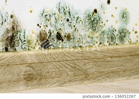 Mould and fungus growth on wall 136052267