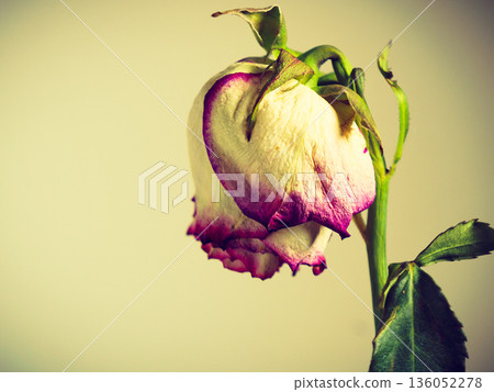 Dried withered rose flower on wall background 136052278