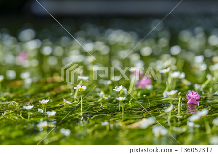 水生植物上盛開著白色的小花和散景光球 136052312