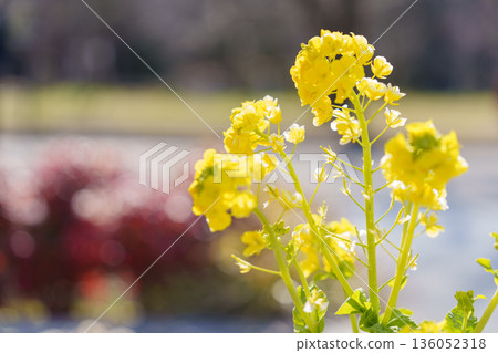 A soft background of rape blossoms shining in the spring light A soft background of rape blossoms shining in the spring light 136052318