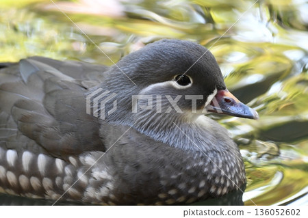 鴛鴦 鴛鴦 136052602