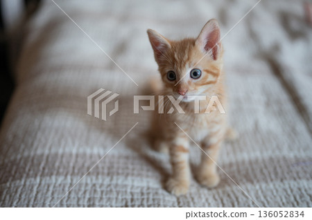 Curious orange tabby kitten exploring soft blankets in cozy indoor setting Curious orange tabby kitten exploring soft blankets in cozy indoor setting 136052834