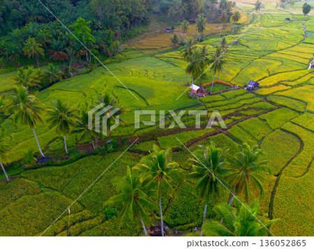 Beautiful morning view in Indonesia, panoramic landscape of rice fields with mountain ranges and clear sky 136052865
