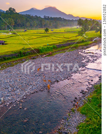 Beautiful morning view in Indonesia, panoramic landscape of rice fields with mountain ranges and clear sky 136052882
