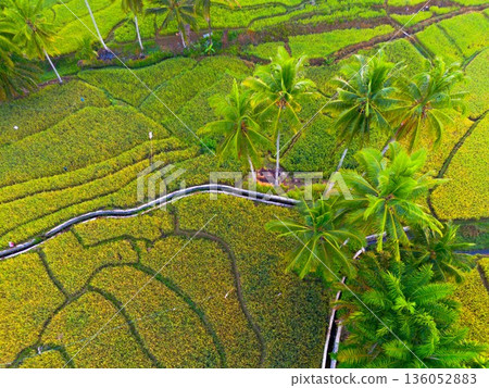 Beautiful morning view in Indonesia, panoramic landscape of rice fields with mountain ranges and clear sky 136052883