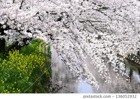 Cherry blossoms along the river Cherry blossoms along the river 136052932