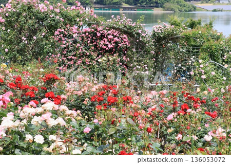 Rose garden in full bloom 136053072